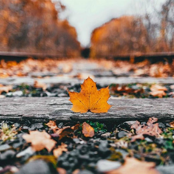 Autumn Photo Ideas for Instagram (Golden Leaves, Big Scarves & More)