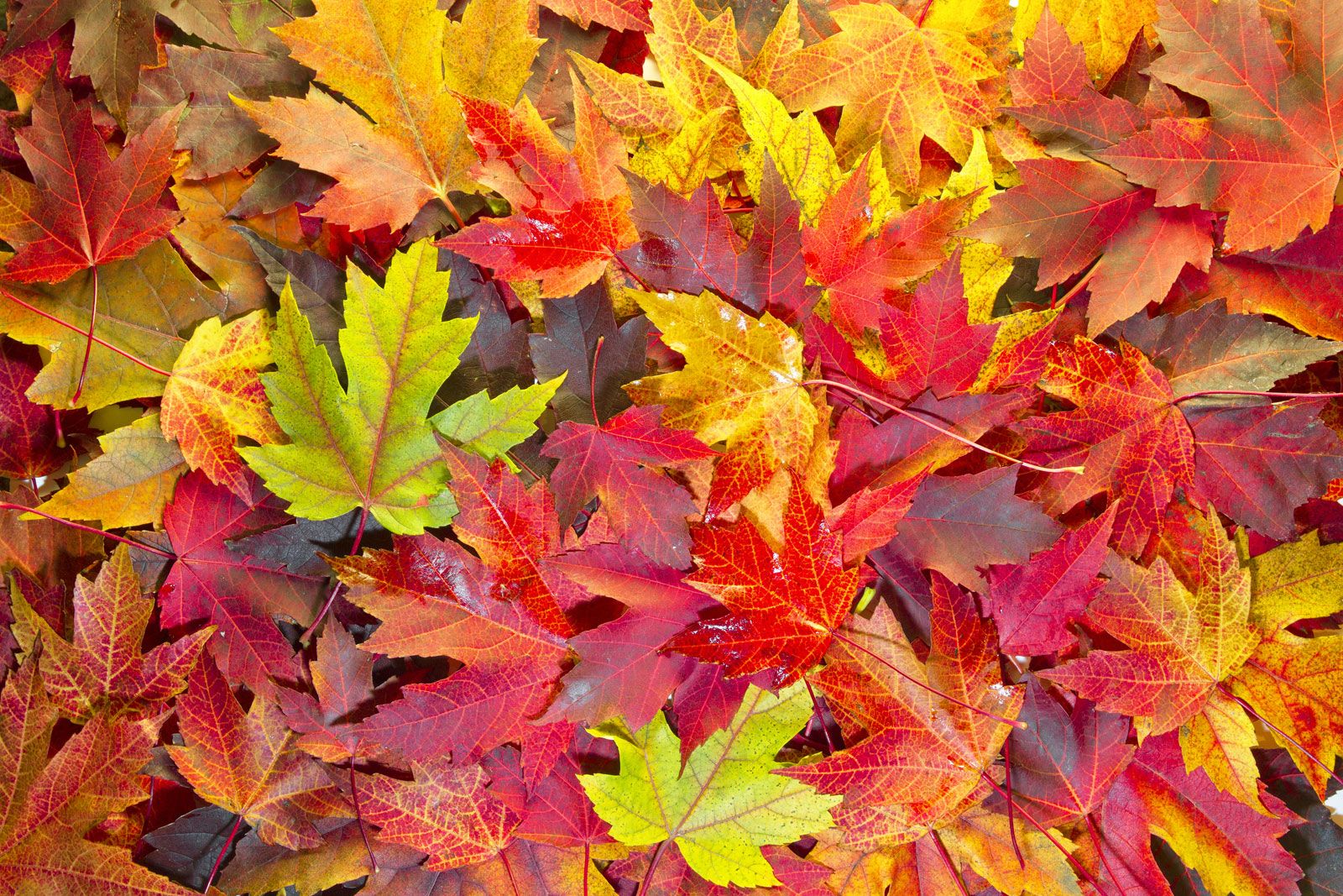 Autumn 2025 Bucket List: Things You Have to Do This Season