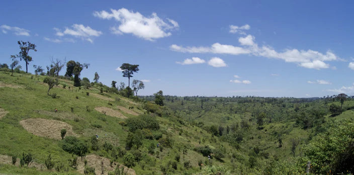 Reforestation in Kenya