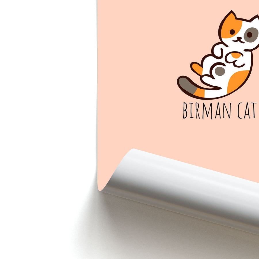 Birman Cat - Cats Poster